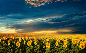 Stunning Sunflower Fields Of Ukraine Wallpaper