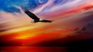 Stunning Sunset Against Flying Bald Eagle Bird Wallpaper