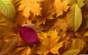Stunning View Of Golden-hued Forests As The Leaves Of Early Fall Dance In The Gentle Wind Wallpaper