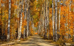 Stunning White Birch Tree Park Wallpaper