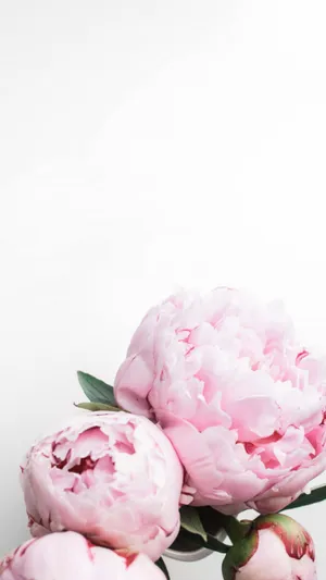 Style Your Phone With A Beautiful Peony Wallpaper Wallpaper