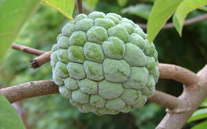 Sugar Apple Heart-shaped Fruit Wallpaper