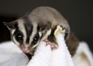 Sugar Glider Closeup Wallpaper