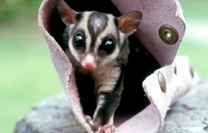 Sugar Glider In Bag Wallpaper