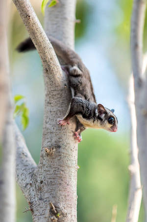 Sugar Glider Natural Habitat Wallpaper