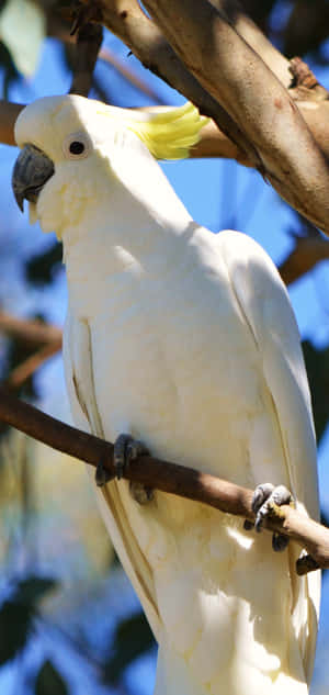 Sulphur Crested Cockatoo Perched Wallpaper