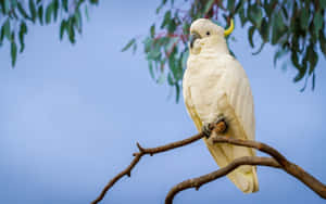 Sulphur Crested Cockatoo Perched Wallpaper