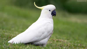 Sulphur Crested Cockatooin Grass Wallpaper