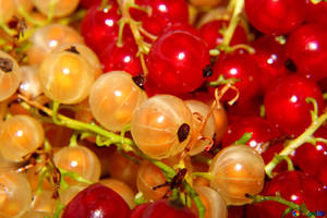 Summer Fruits - Red And White Currant Wallpaper