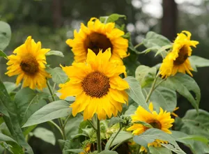 Summer Sunflowers In Full Bloom Wallpaper