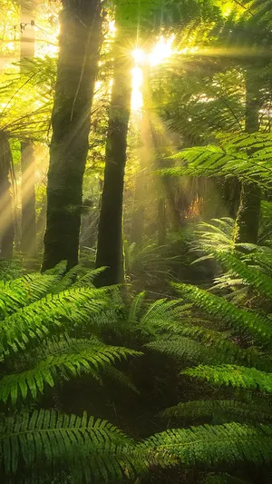 Sun Rays Passing Through Jungle Iphone Wallpaper