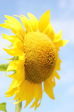 Sunflower 4k Iphone 6 Plus Wallpaper