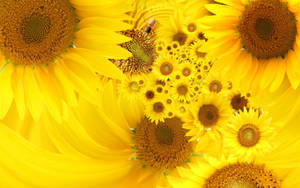Sunflower Desktop 1600 X 1000 Wallpaper