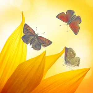 Sunflower_ Petals_with_ Butterflies Wallpaper