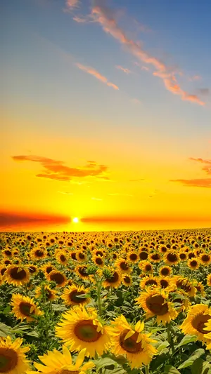 Sunflower Phone With The Sun Setting Wallpaper
