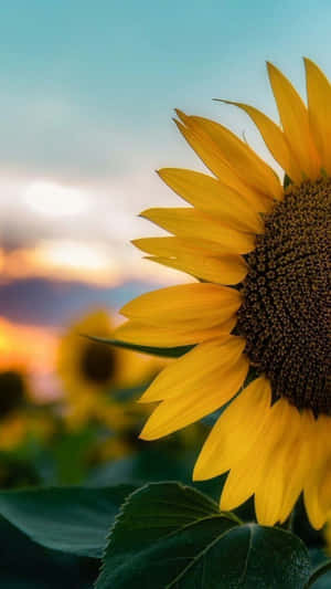 Sunflowers At Sunset Wallpaper Wallpaper