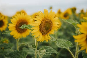 Sunflowers In Serbia Wallpaper