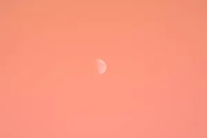 Sunkissed Blossom - A Touch Of Orange Aesthetic Wallpaper