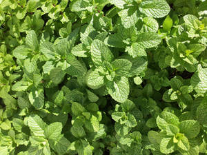 Sunlight-rich Mint Plants Wallpaper