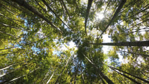 Sunlit_ Bamboo_ Forest_ Canopy.jpg Wallpaper