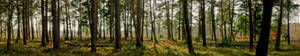 Sunny Forest Panorama Wallpaper