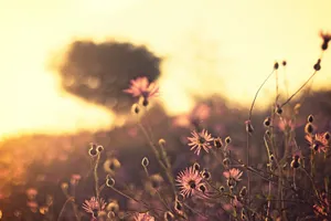 Sunrise Nature With Pink Flowers Wallpaper