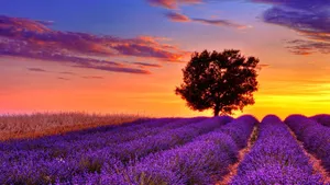 Sunset Beyond Field Of Lavender Desktop Wallpaper