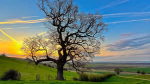 Sunset Landscape With Oak Trees Wallpaper