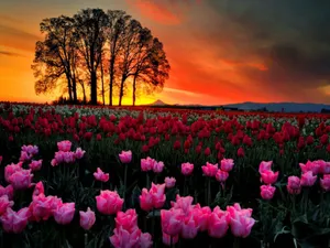 Sunset On Cute Pink Flower Field Wallpaper