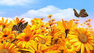 Sunshine Butterflies Sunflowers Wallpaper