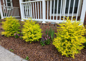Sunshine Ligustrum Shrubs Front Flower Bed Wallpaper
