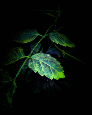 Super Amoled Green Leaves Wallpaper