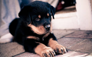 Super Cute Rottweiler Puppy Wallpaper