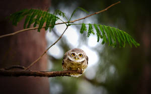 Surrounded By Branches, A Curious Small Owl Looks Around. Wallpaper