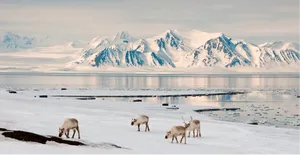 Svalbard Snow Deers Wallpaper