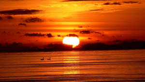 Swans On Beach During Sunset Wallpaper