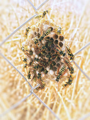 Swarm Of Yellowjacket Wasp On Hive Wallpaper