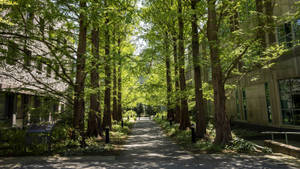 Swarthmore College Building Park Wallpaper