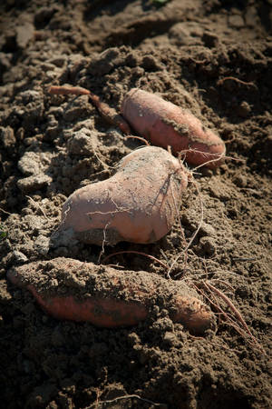 Sweet Potato On Brown Soil Wallpaper