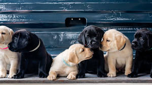 Sweet Puppies Wallpaper