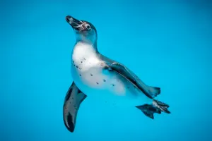 Swimming Penguin Awesome Animal Wallpaper