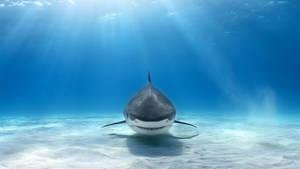 Swimming Shark Under The Sea Wallpaper