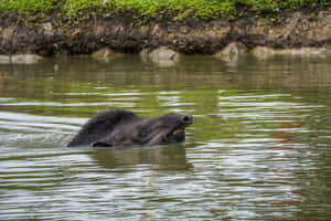 Swimming_ Tapir_in_ Natural_ Habitat.jpg Wallpaper