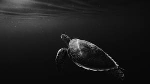 Swimming Turtle On Black Tablet Wallpaper