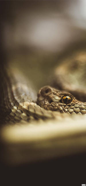 Taipan Snake Eyes Wallpaper