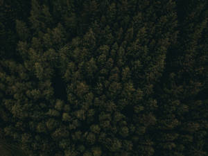 Take A Journey Into The Nocturnal Depths Of This Dark Forest Wallpaper