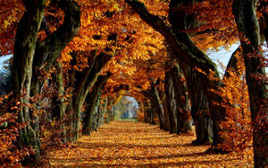 Take A Stroll Down This Tranquil Tree-lined Pathway, Lit Up By The Beauty Of Fall Wallpaper