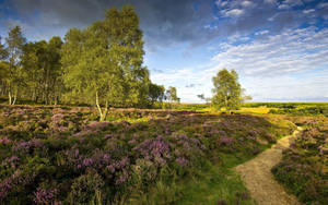 Take The Tranquil Path Through The Meadow Of Lavender Grass Wallpaper