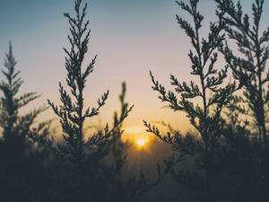 Tall Plants In The Garden Wallpaper