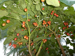 Tamarillo Tree Low Level Angle Shot Wallpaper